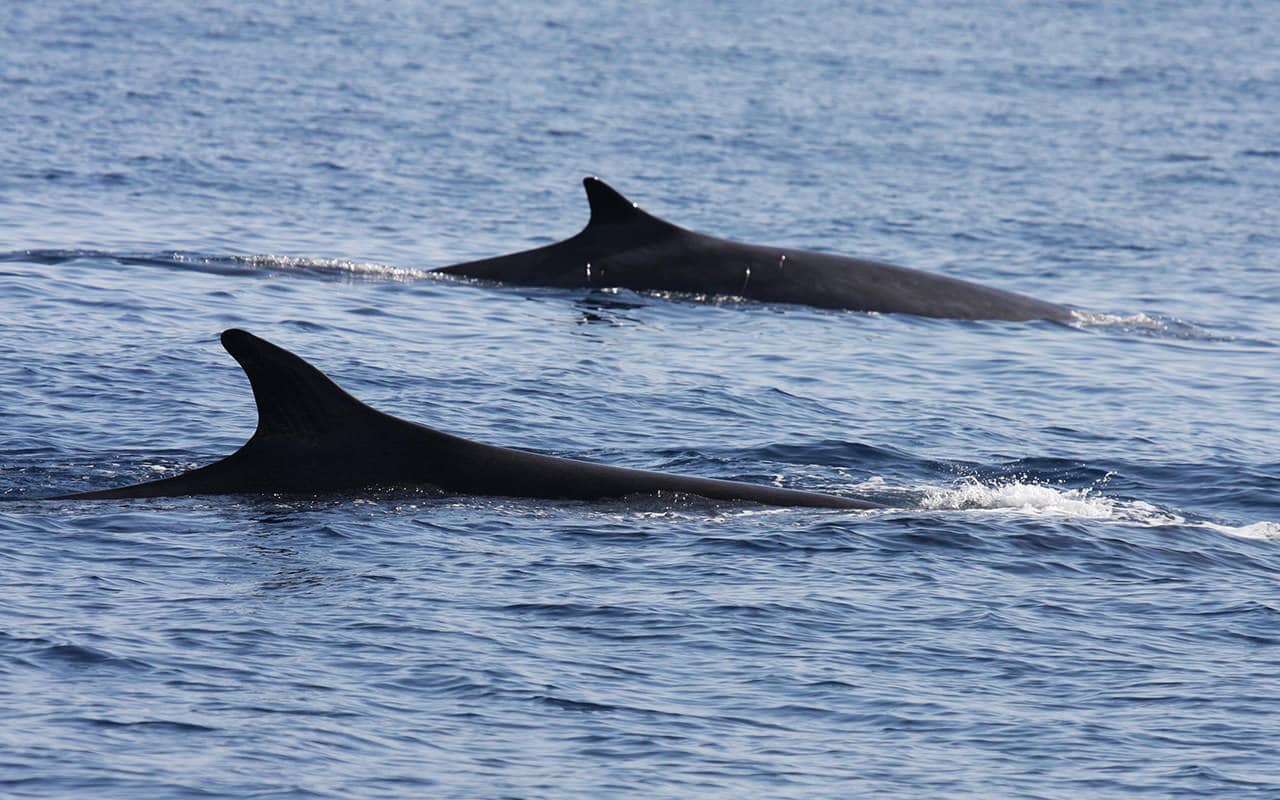 Fin whale (<i>Balaenoptera physalus</i>) mother and calf <br />© Caroline Hoeschle