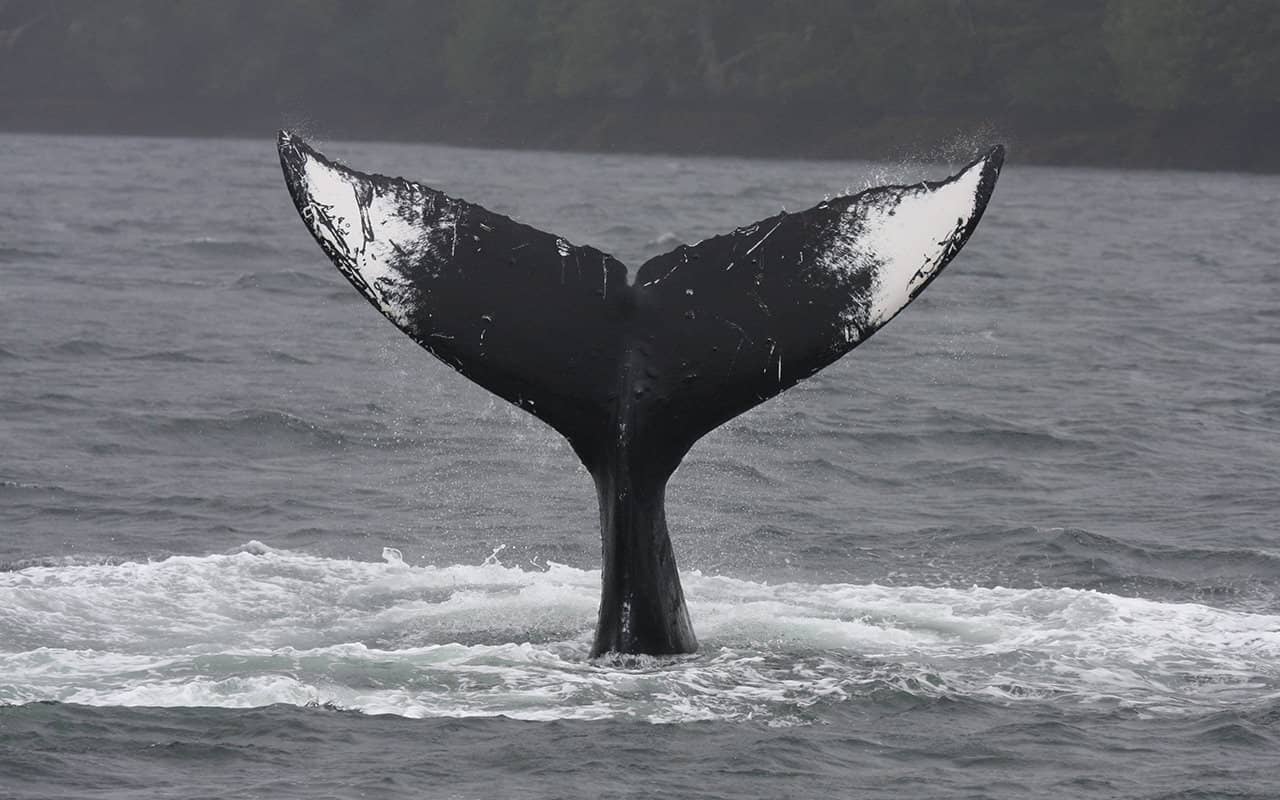 Humpback whale (Megaptera novaeangliae) photo: Caroline Hoeschle